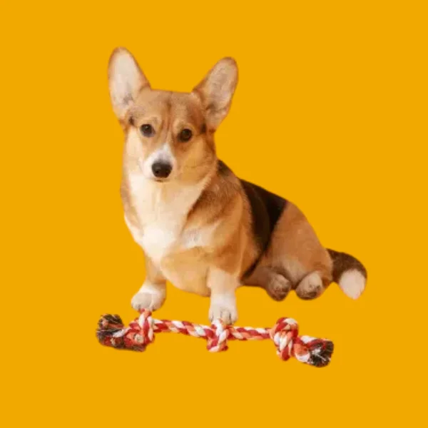 Dog Health & Accessories